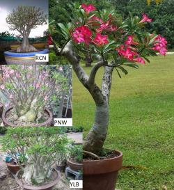 Seme cveća: Adenium arabicum 'YLB' - 5 semenki